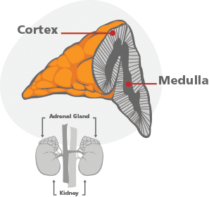 Adrenal cortex and medulla