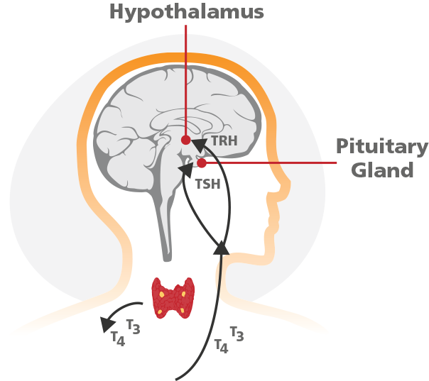 thyroid hormones