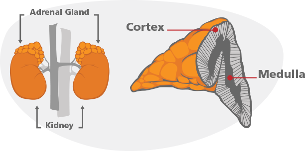 Adrenal Glad