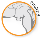 Pituitary Gland